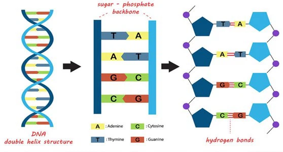 Spermidine Supply | Shaanxi BLOOM Tech Co., Ltd Spermidine Supply | Shaanxi BLOOM Tech Co., Ltd