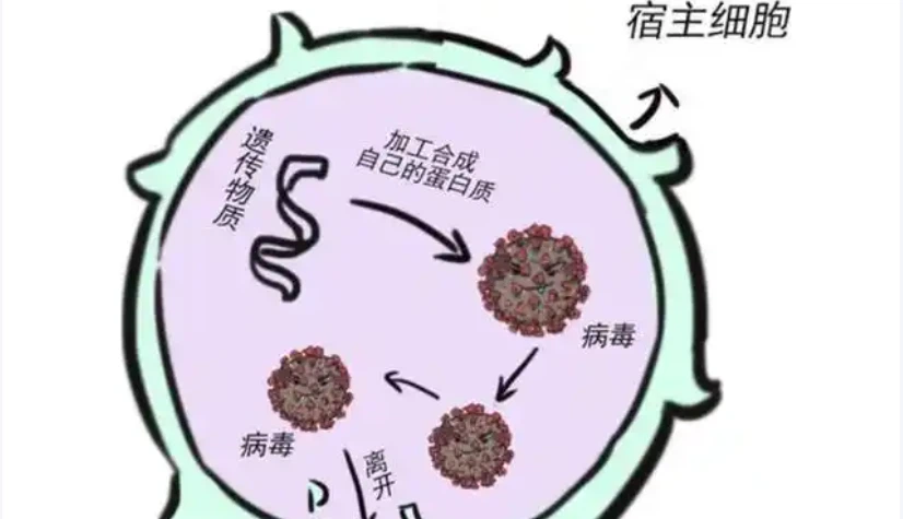 GS-441524 discovery | Shaanxi BLOOM Tech Co., Ltd GS-441524 discovery | Shaanxi BLOOM Tech Co., Ltd