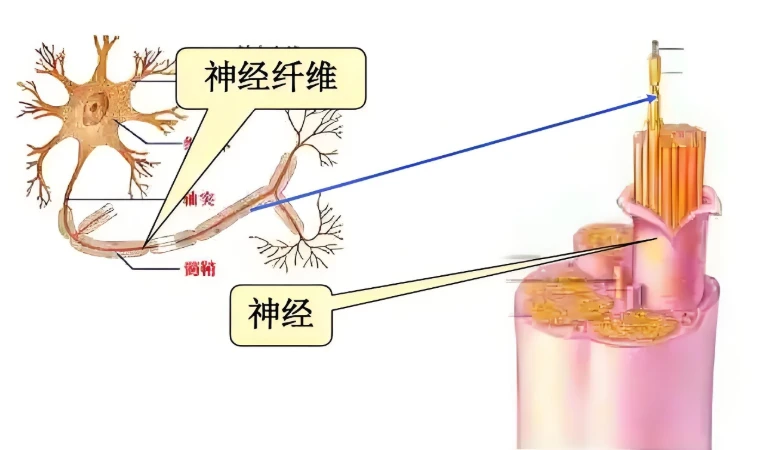 GS-441524 virus | Shaanxi BLOOM Tech Co., Ltd GS-441524 virus | Shaanxi BLOOM Tech Co., Ltd